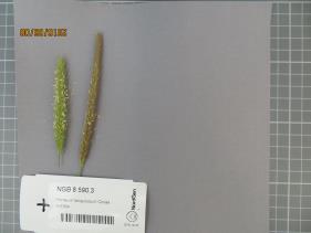 Click for 1 image(s) for this accession.